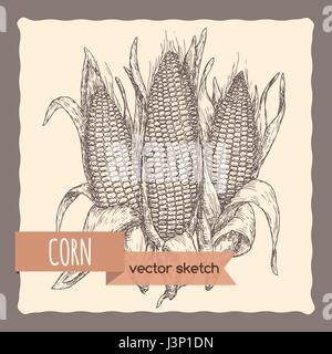 Fresh corn cobs hand drawn sketch. Stock Vector
