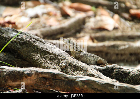 An alert brown anole sunning on a log in the Bahamas. Stock Photo