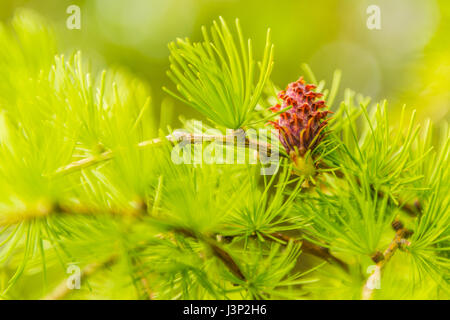 Larch flower.   This photo was taken in a park, near Kiev. Stock Photo