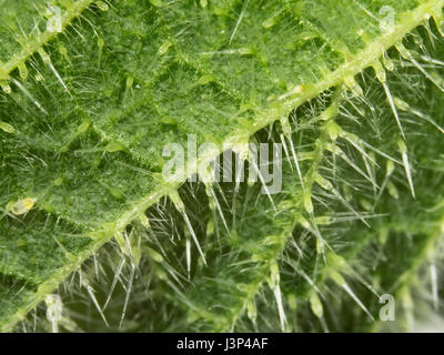Macro of the stinging spines / hairs on the underside of a nettle leaf Stock Photo