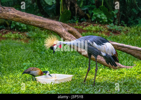 Gray Crowned Crane bird and duck eating at Parque das Aves - Foz do Iguacu, Parana, Brazil Stock Photo