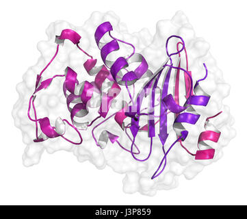 Beta-lactamase enzyme from Staphylococcus aureus. Responsible for resistance against penicillin and related antibiotics. Cartoon + transparent surface Stock Photo