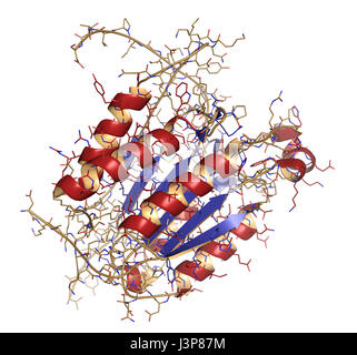 Caspase 3 apoptosis protein. Enzyme that plays important role in programmed cell death. Cartoon + line model; secondary structure coloring: alpha heli Stock Photo