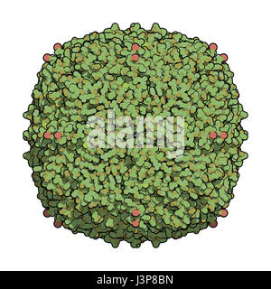 Ferritin (apoferritin) protein. Ferritin is the main iron storage protein in humans. Serum ferritin correlates with amount of iron present in the body Stock Photo