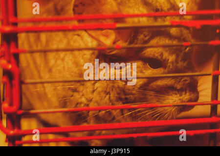 Beautiful Gray chinchilla in a home room. Close-up shooting Stock Photo