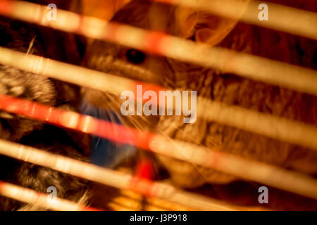 Beautiful Gray chinchilla in a home room. Close-up shooting Stock Photo