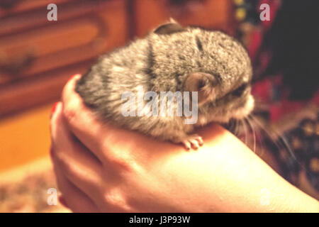 Beautiful Gray chinchilla in a home room. Close-up shooting Stock Photo