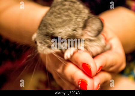 Beautiful Gray chinchilla in a home room. Close-up shooting Stock Photo