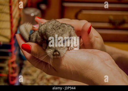 Beautiful Gray chinchilla in a home room. Close-up shooting Stock Photo