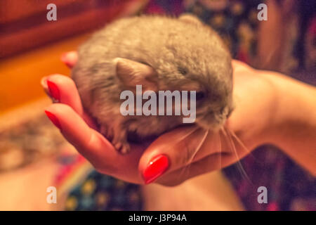 Beautiful Gray chinchilla in a home room. Close-up shooting Stock Photo