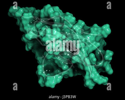 Programmed cell death 1 (PD-1, CD279) receptor protein. PD-1 is a major cancer drug target. Cartoon representation combined with semi-transparent surf Stock Photo