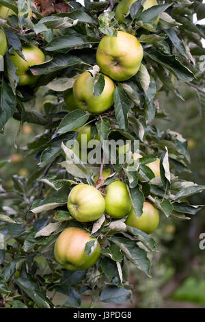 Malus domestica 'Rhode Island Greening'. Apples on a tree. Stock Photo