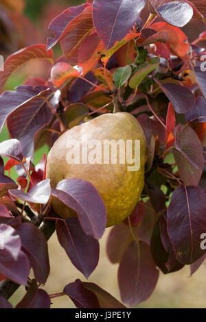 Pyrus communis Beurre Henri Courcelle. Pear on a tree. Stock Photo