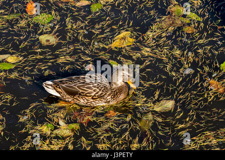 Mallard duck with floating leaf litter, George C. Reifel Migratory Bird Sanctuary in Delta, BC, Canada. Stock Photo