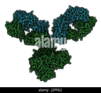 IgG1 monoclonal antibody (immunoglobulin). Many biotech drugs are antibodies. Atoms are shown as color-coded spheres. Light chain shaded cyan, heavy c Stock Photo