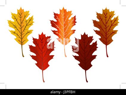 Fall Leaves-Brilliant oak leaves in various fall colors Stock Vector