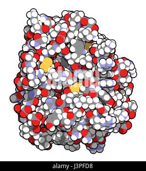 Trypsin digestive enzyme molecule (human). Enzyme that contributes to the digestion of proteins in the digestive system. Atoms are represented as sphe Stock Photo