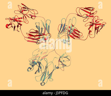 IgG1 monoclonal antibody (immunoglobulin). Many biotech drugs are antibodies. Cartoon representation with backbone gradient coloring. Stock Photo