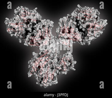 IgG1 monoclonal antibody (immunoglobulin). Many biotech drugs are antibodies. Cartoon representation combined with semi-transparent surfaces. Stock Photo