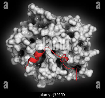 Thrombin blood-clotting enzyme: Human alpha-thrombin molecule is a key protein in the blood coagulation cascade. Converts soluble fibrinogen into inso Stock Photo