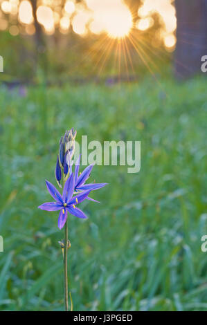 Blue Camas wildflower lighted by sunrise and golden sun rays of light Stock Photo