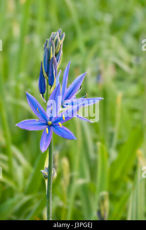 Closeup of Blue Camas (Camassia Leichtlinii) flowers blooming in green grassy meadow Stock Photo