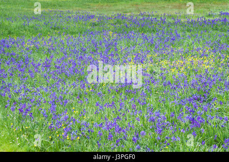 Beautiful meadow of blue camas flowers in green grass Stock Photo