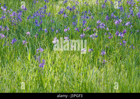 Background of beautiful blue purple Camas lily flowers in meadow Stock Photo