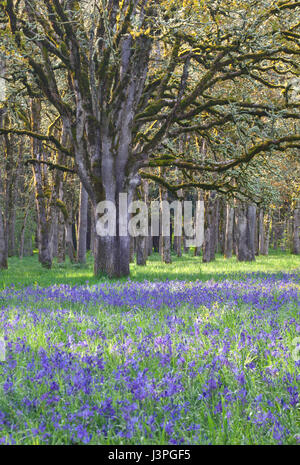 Blue Camas wildflowers blooming in the meadow among the oak trees Stock Photo