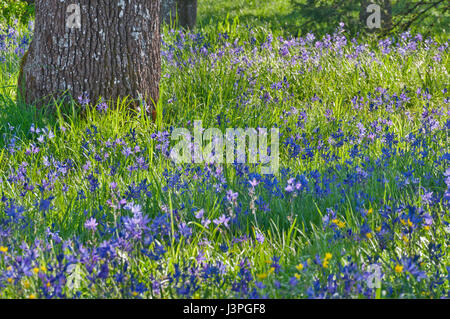 Closeup meadow of blue camas wildflowers with oak tree Stock Photo