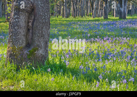 Old oak tree in foreground with a meadow of blue camas wildflowers in the background Stock Photo