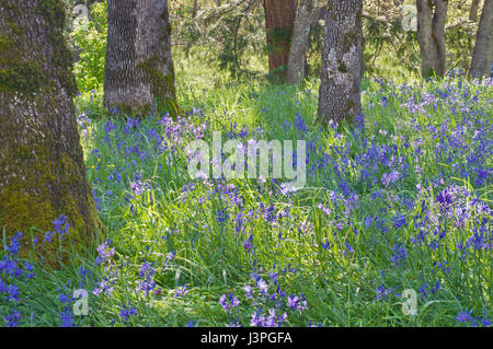 Blue Camas wildflowers blooming in the meadow among the oak trees in soft sunlight Stock Photo