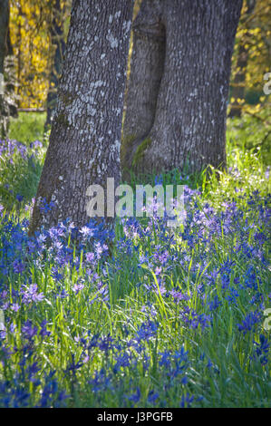 Closeup of Blue Camas wildflowers blooming under the oak trees in soft sunlight Stock Photo