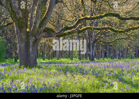 Ancient Oak tree in soft sunlight with meadow of blue Camas wildflowers Stock Photo