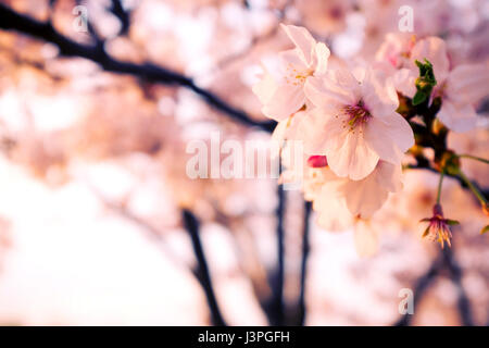 Malus halliana flower background in spring Stock Photo