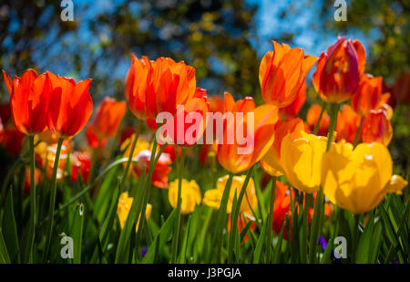 The Dallas Arboretum and Botanical Garden is a 66-acre botanical garden located at 8617 Garland Road in East Dallas, Dallas, Texas, on the southeaster Stock Photo