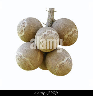 Bunch of cannonball fruits on white background, Couroupita guianensis Aubl fruit Stock Photo