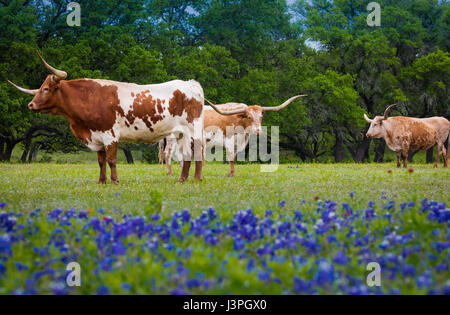 Longhorn cattle among bluebonnets in the Texas Hill Country Stock Photo