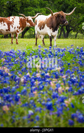 Longhorn cattle among bluebonnets in the Texas Hill Country Stock Photo