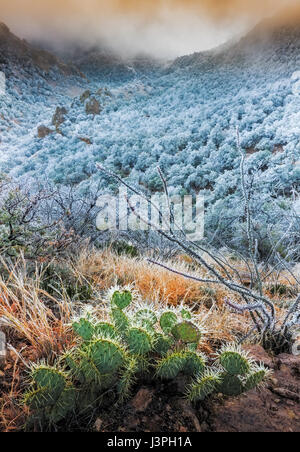 Cactus in Big Bend National Park, Texas, USA Stock Photo - Alamy