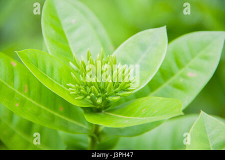 panicle of yellow Ixoras, West Indian Jasmine flower on it's plant Stock Photo