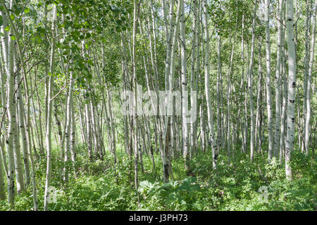Aspen Trees in Vail, Colorado. Stock Photo