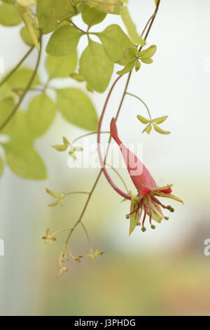 Tropaeolum pentaphyllum Stock Photo