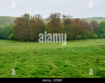 Big oak trees in front of a beech forest in the spring Stock Photo