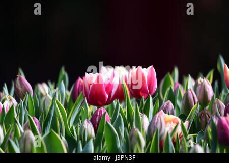 tulip bulbs against a black background Stock Photo