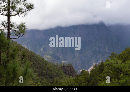 Canary pine, Parque Nacional de la Caldera de Taburiente, El Paso, La Palma, Spain, Pinus canariensis, Stock Photo