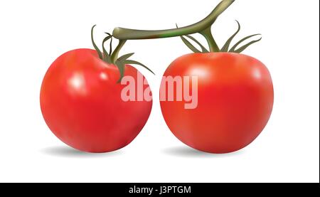 Tomatoes On The Vine, Vector, Illustration, Eps File Stock Vector