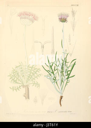 Jurinea cyanoides ssp cyanoides Stock Photo