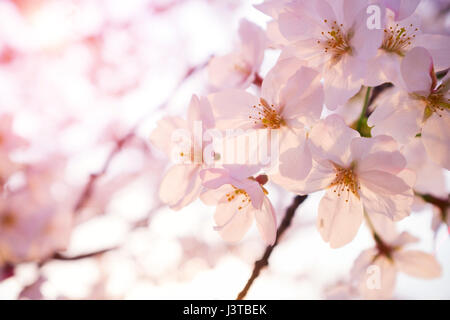 Malus halliana flower background in spring Stock Photo