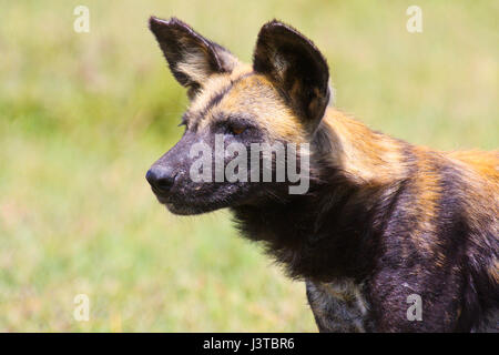 Portrait of an African wild dog (Lycaon pictus). Ol Pejeta Conservancy, Kenya. Stock Photo